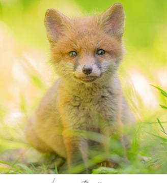 Renard