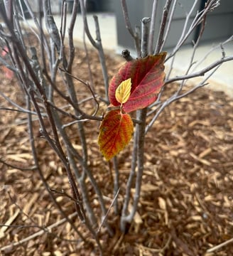 A small yellow leaf growing between two red leaves on an empty bush, symbolizing motherhood and resilience without support