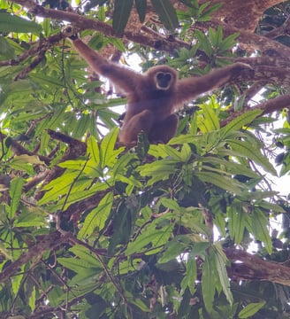 Gibbon, Chumphon