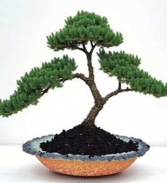 juniper procumbens nana