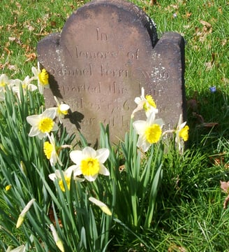Gravestone with daffodils