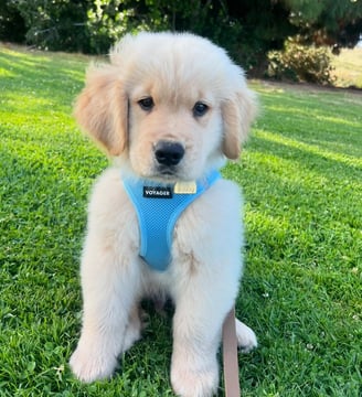 Puppies for Sale 