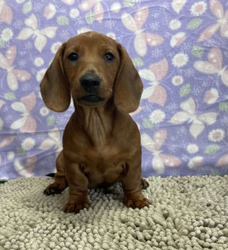 Dachshund Puppies for Sale