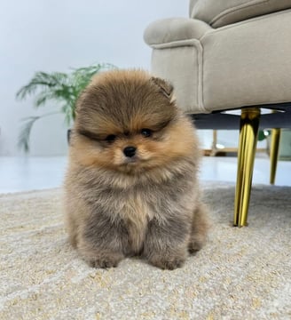 Teacup Pomeranian Puppies for Sale 