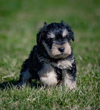 Puppies for Sale