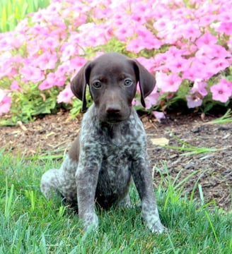 Dogs & Puppies for sale SA - South Africa