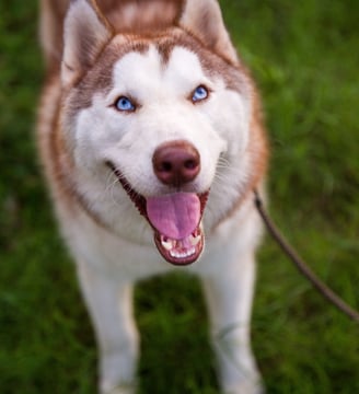 a dog is standing in the grass with its tongue open