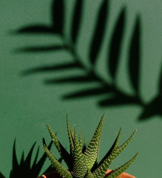 Haworthia plant in bright lighting