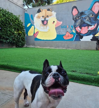 hotel de cachorro