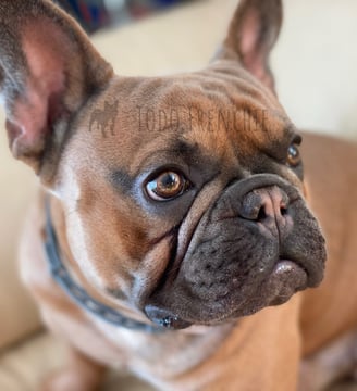 Bulldog Frances Blue Fawn