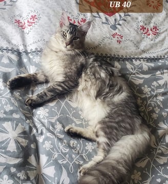maine coon male