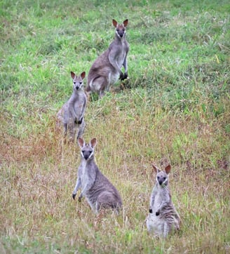 wallabies grazing