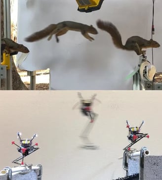 Squirrel-Inspired Robot