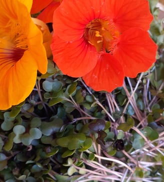 a bowl of edible flowers and microgreens