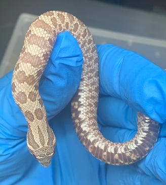 Lavender Hognose