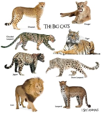 Image showing cheetah, cougar, clouded leopard tiger, jaguar, snow leopard, lion, leopard