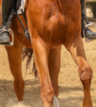 photo concours dressage cheval vaison la romaine