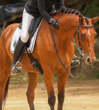 cavalier et son cheval en photo