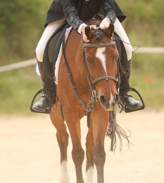 photo d'une jeune cavaliere et son poney