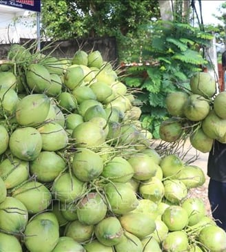 Coconut form Vietnam