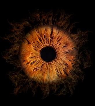 iris foto, Einzeliris, Auge, Macroaufnahme