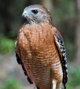 Picture of Red tail hawk