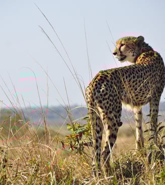A cheetah looking out over grasslands in Africa
