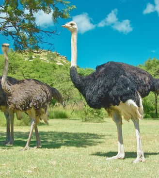 a group of ostrich standing in the grass