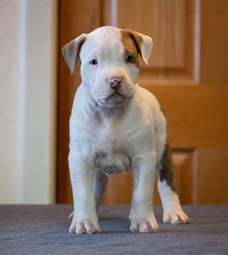 TITANIUM KILO KENNELS XL BULLY PUPPIES