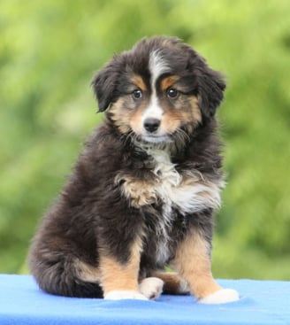 Dogs & Puppies for sale SA - South Africa