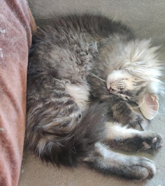 maine coon black silver