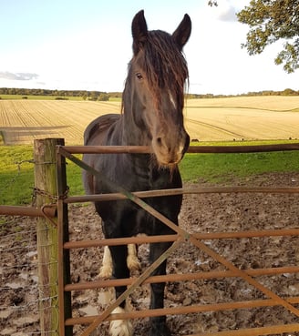 A front on shot of a dark brown horse in a beautiful field looking over a gate at the camera.