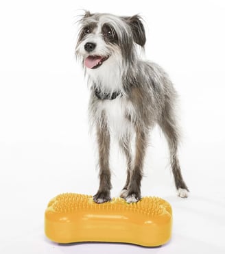 cão se equilibrando em um equipamento dog fitness