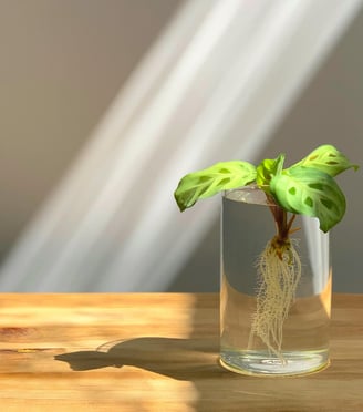 Houseplant cutting rooting in water