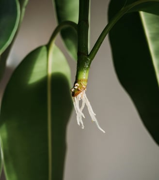 Cutting with new roots