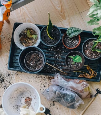 Houseplant cuttings of various species