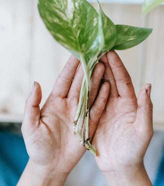 Plant cuttings in hand