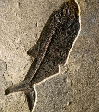 Fish skeleton