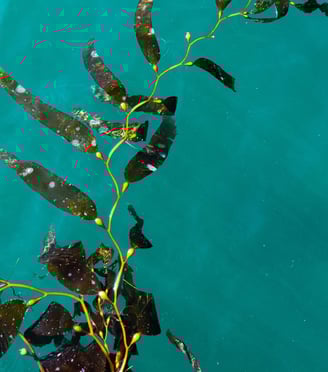 Kelp seaweed