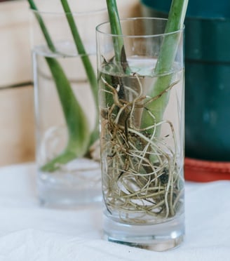 Aroid cuttings with roots in water