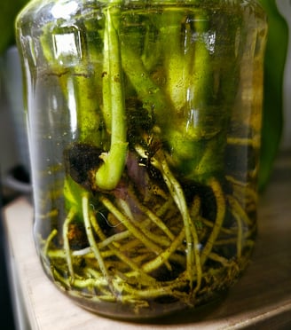 Aglaonema plants rooting in water with seaweed extract rooting hormones