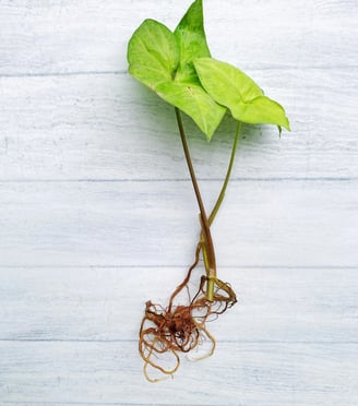 Cutting with good healthy roots