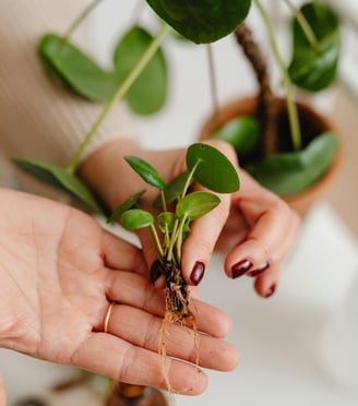 Plant pups with small roots ready to be dipped into rooting hormone and propagated