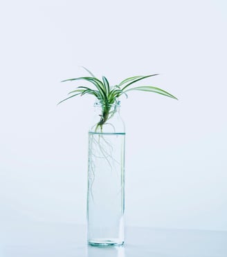 Spider Plant pup rooting in water