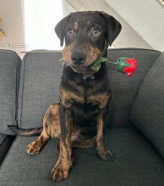 German Shepherd puppies for sale