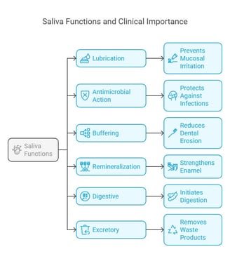 saliva function & clinical significance