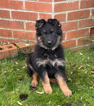 German Shepherd puppies for sale