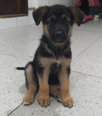 German Shepherd puppies for sale