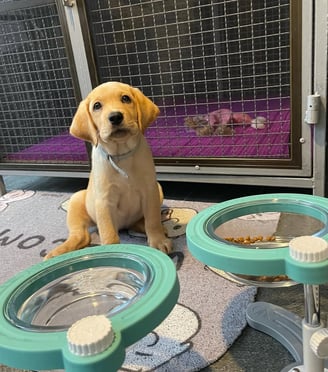 Labrador Retriever Puppies for Sale