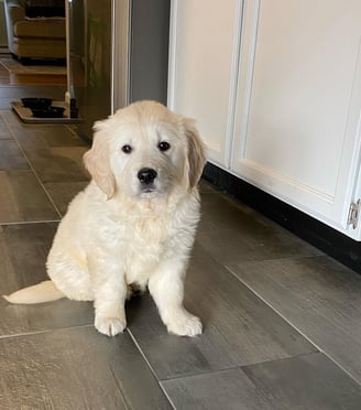 Golden Retriever Puppies for Sale